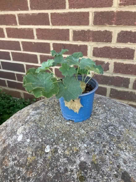Photo of free Lady’s mantle (Bernards Heath AL3) #1