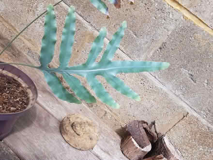 Photo of free Indoor Fern (Blacklands TN34) #2
