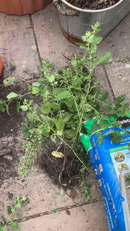 Photo of free Lemon Balm (hornsey N8) #2