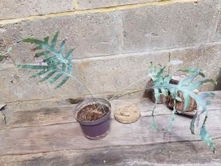 Photo of free Indoor Fern (Blacklands TN34) #1