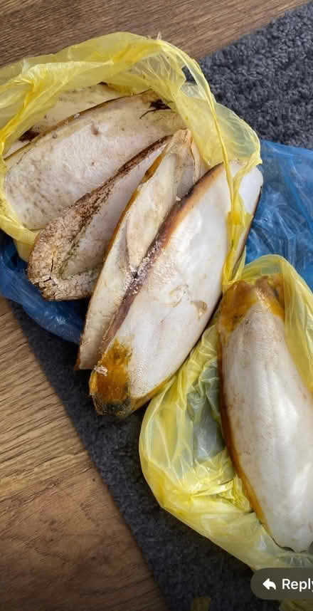 Photo of free Cuttlefish bones for birds? (Springbank GL51) #1