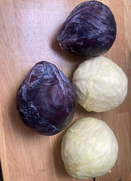 Photo of free Cabbages (Headington Quarry OX3) #1