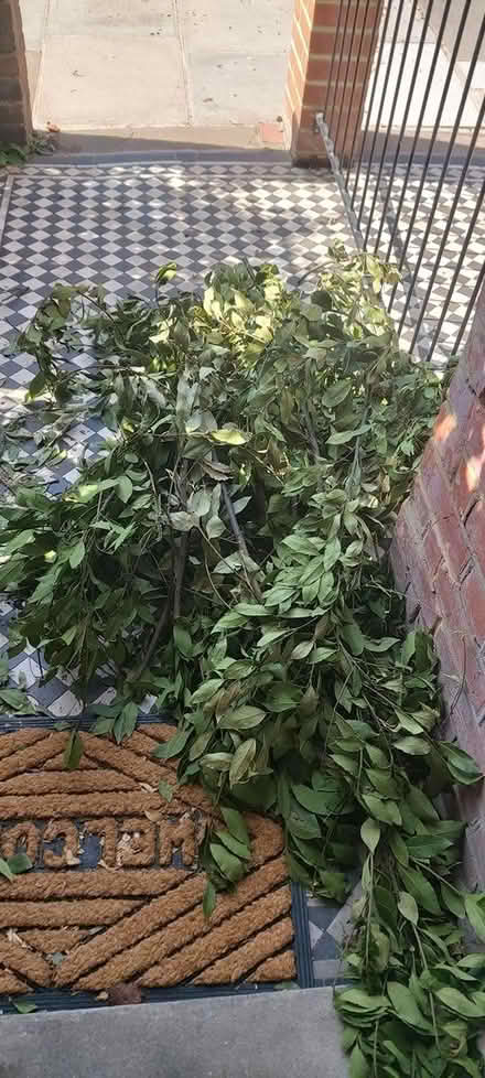 Photo of free Bay leaves (TW1, Strawberry Hill) #1