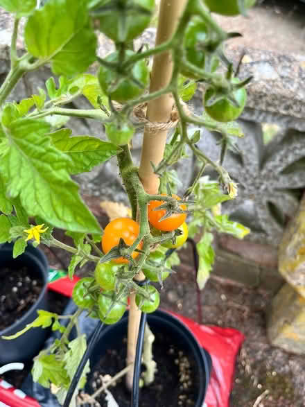 Photo of free Tomatoes: Sungold, Black Beauty, + (Hatfield AL10) #1