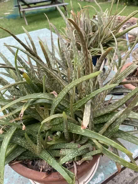 Photo of free aloe vera babies (Shaw SN5) #1