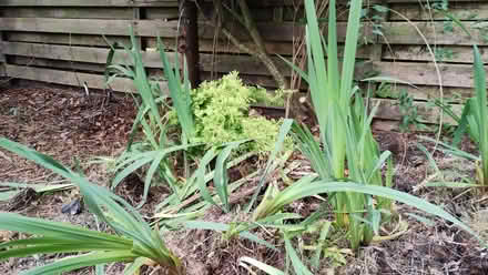 Photo of free Flag irises need a new home (Barnhill DD5) #3