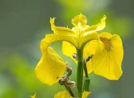 Photo of free Flag irises need a new home (Barnhill DD5) #1