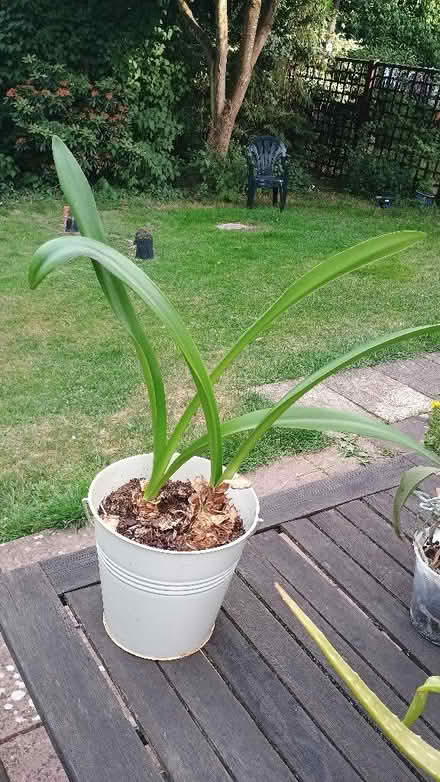 Photo of free Amaryllis plants (Ringland NR8) #1