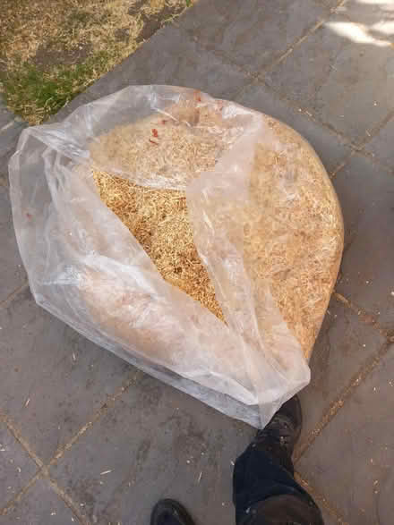 Photo of free Wood Shavings (Oxford OX4) #1