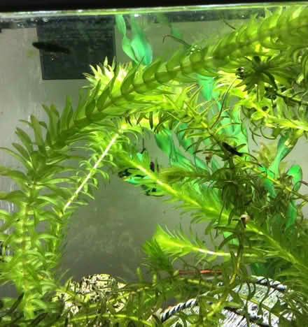 Photo of free Black baby mollys (Wellington) #1