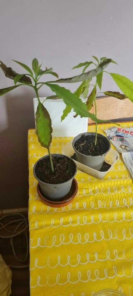Photo of free Acovao plants needed TLC (Priestwood RG42) #1