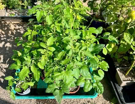 Photo of free Tomatoes: Sungold, Black Beauty, + (Hatfield AL10) #3