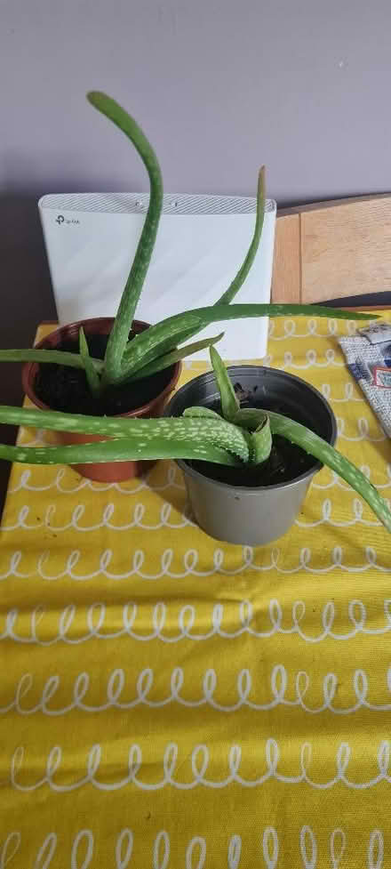 Photo of free Aloe plants (Priestwood RG42) #1