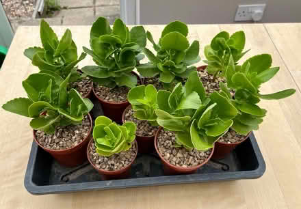 Photo of free Kalanchoe: succulent house plant (Hatfield AL10) #1