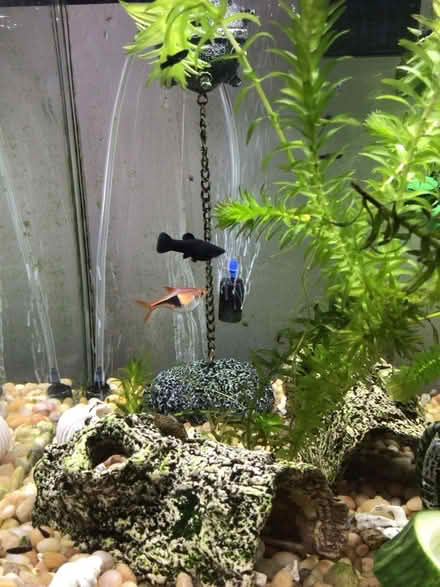 Photo of free Black baby mollys (Wellington) #2