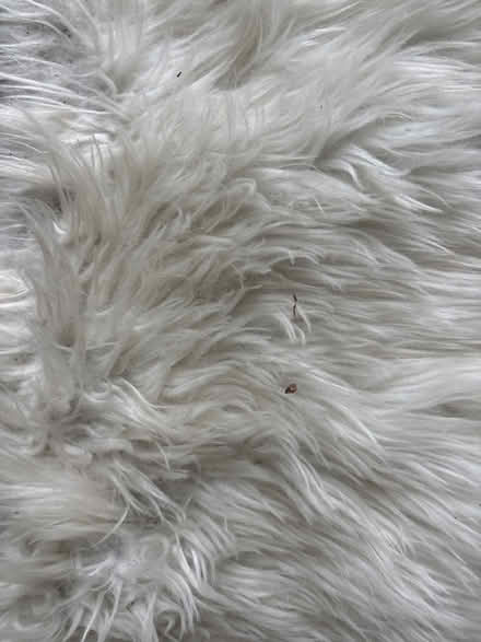 Photo of free 120cm faux sheepskin (Limehouse E1) #3