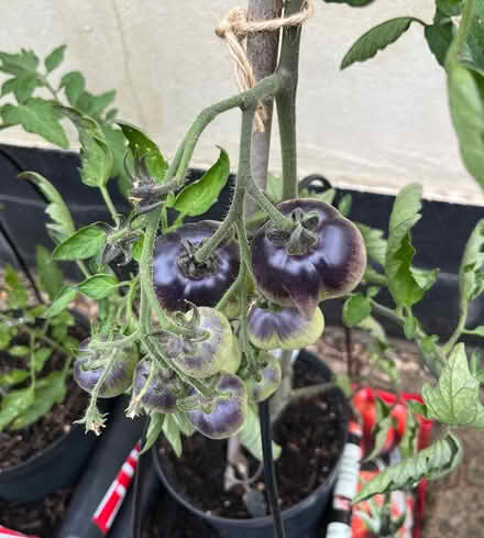 Photo of free Tomatoes: Sungold, Black Beauty, + (Hatfield AL10) #2