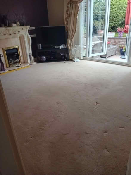 Photo of free Beige lounge carpet (Bilton HG1) #1
