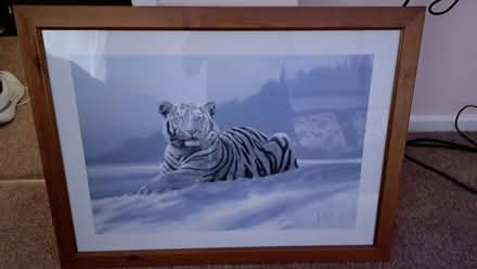 Photo of free Framed white tiger picture (Abbeymead GL4) #1