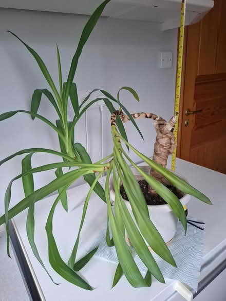 Photo of free Yukka plant (Speldhurst) #2