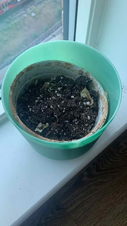 Photo of free Plant Pot with Soil (Canning Town) #1