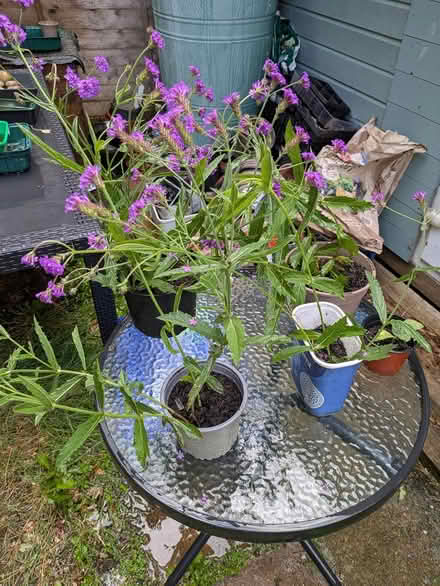 Photo of free Plants (Roffey) #1