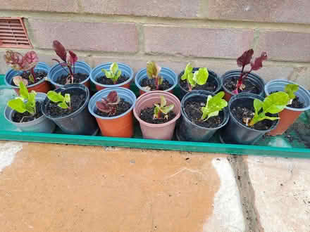 Photo of free Baby rainbow chard plants (Stanstead Abbotts SG12) #1