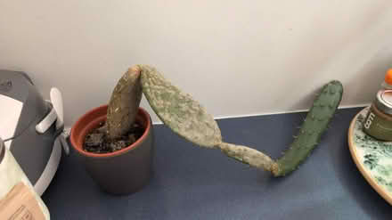 Photo of free Cactus plants (RG1, reading) #2