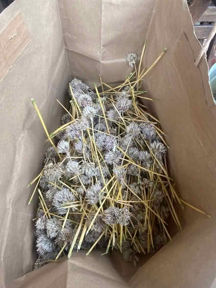 Photo of free Chive flowers for seeds (Orleans) #1