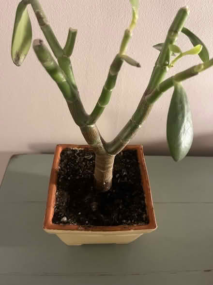 Photo of Established Money/Jade Plant (CT2) #1