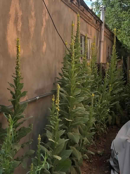 Photo of free mullein (Cerrillos & St. Francis) #1