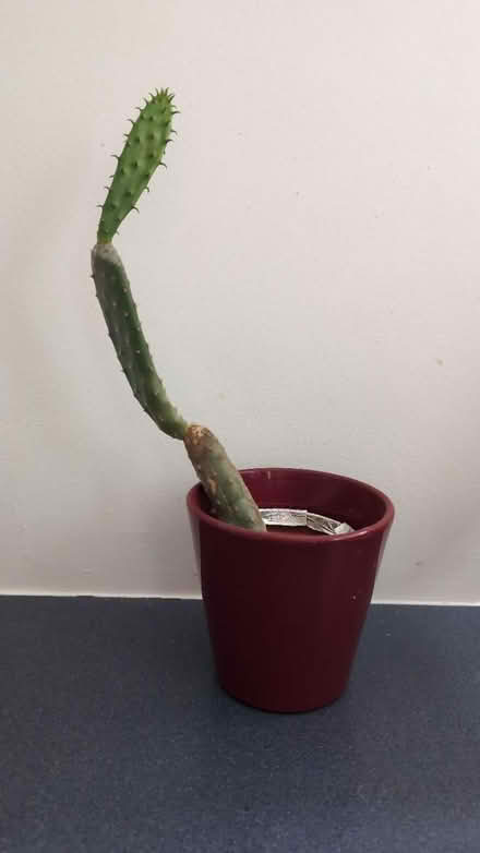 Photo of free Cactus plants (RG1, reading) #1