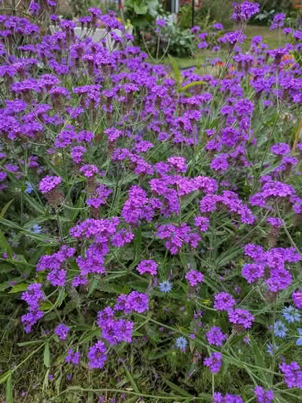 Photo of free Plants (Roffey) #3