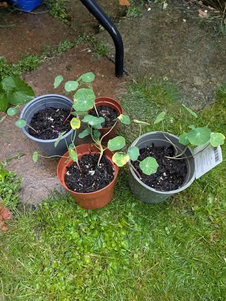 Photo of free Plants (Roffey) #2