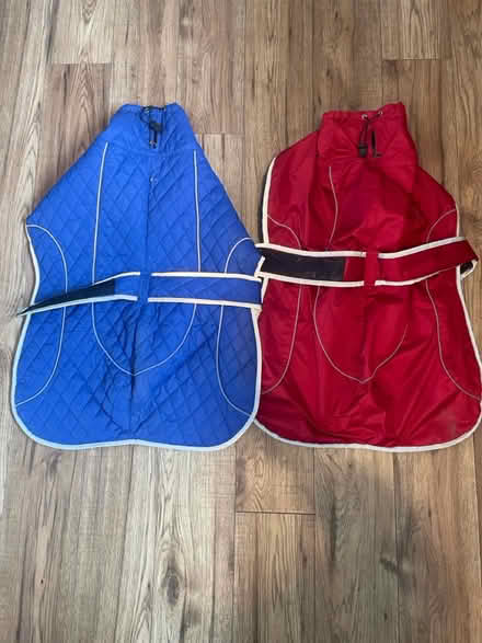 Photo of free Dog Coats And Paddling Pool (Witton Gilbert DH7) #1