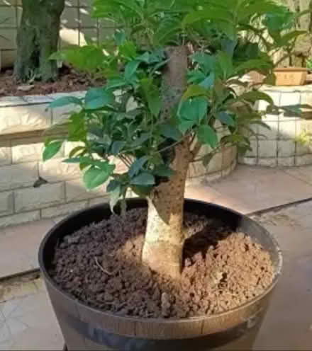 Photo of Very large plant pot for a small tree (Tooting SW17) #1