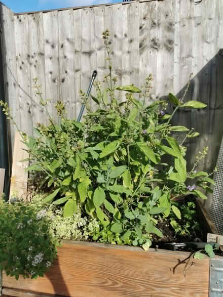 Photo of free Fresh Sage (plant cuttings) herbs (B74) #1