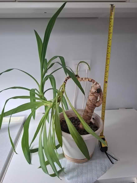 Photo of free Yukka plant (Speldhurst) #1