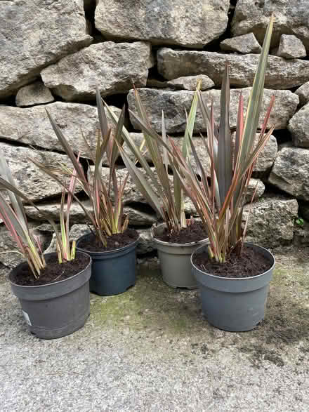 Photo of free Phormiums (University of Bath) #1