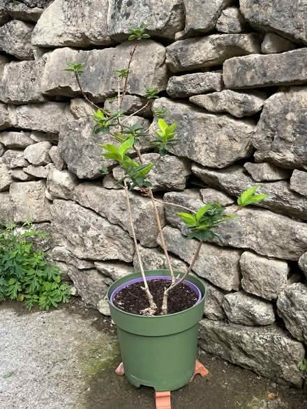Photo of free Forsythia shrub (University of Bath) #2
