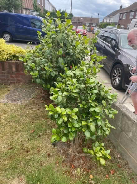 Photo of free Camellia Shrub (Whitburn SR6) #1