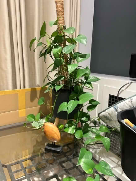 Photo of free Pothos plant (with pot) (Notting Hill Gate W8) #1