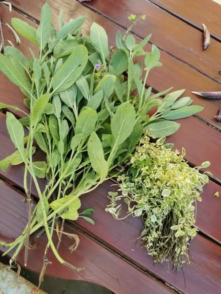 Photo of free Fresh Sage (plant cuttings) herbs (B74) #2