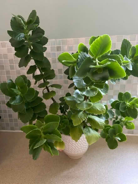 Photo of free Plant (Locks Heath SO31) #1