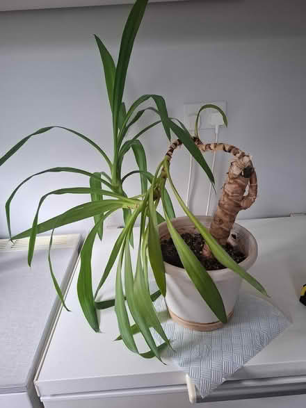 Photo of free Yukka plant (Speldhurst) #3