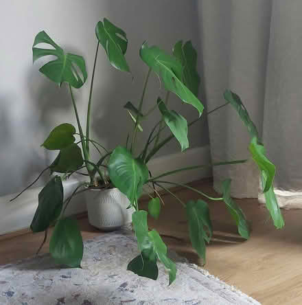 Photo of free Plant (Allestree) #1