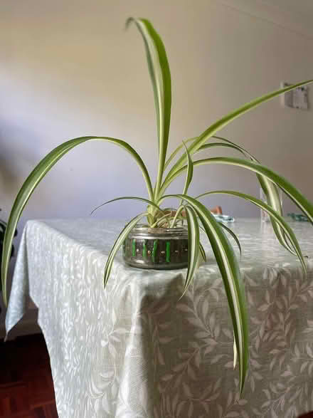Photo of free Baby spider plant (Oxford OX2) #1