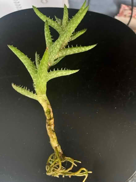 Photo of free Rooted mini aloe plant (Ridley Park) #1