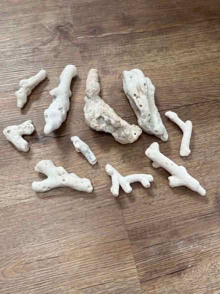 Photo of free Coral (Tooting SW17) #1