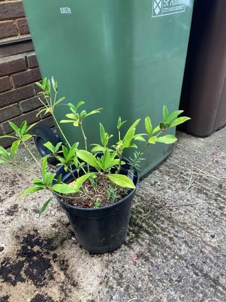 Photo of free Skimmia rubesta cuba (Bernards Heath AL3) #1